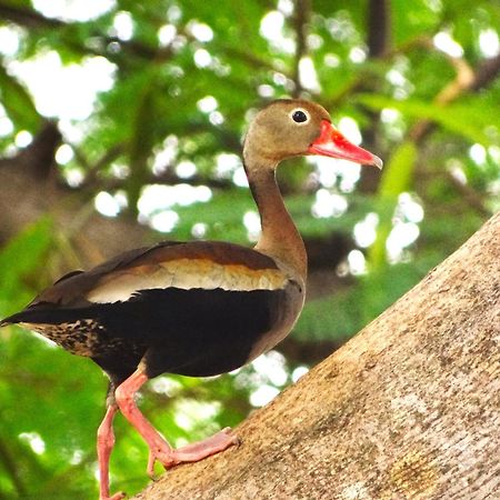 Pousada Fazenda Xaraes Todos os Santos Экстерьер фото