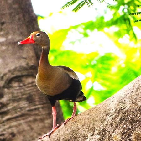 Pousada Fazenda Xaraes Todos os Santos Экстерьер фото