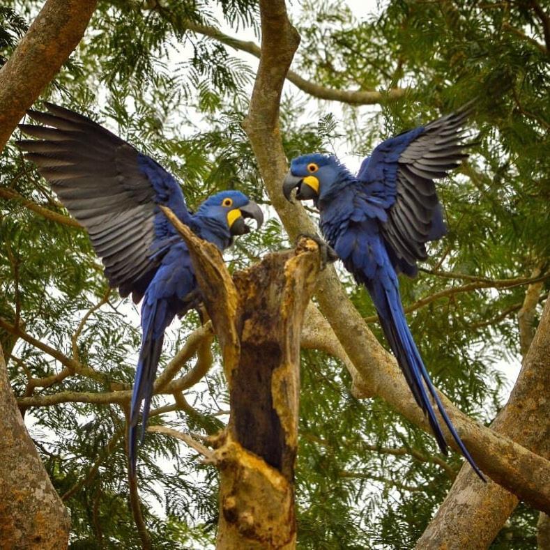 Pousada Fazenda Xaraes Todos os Santos Экстерьер фото
