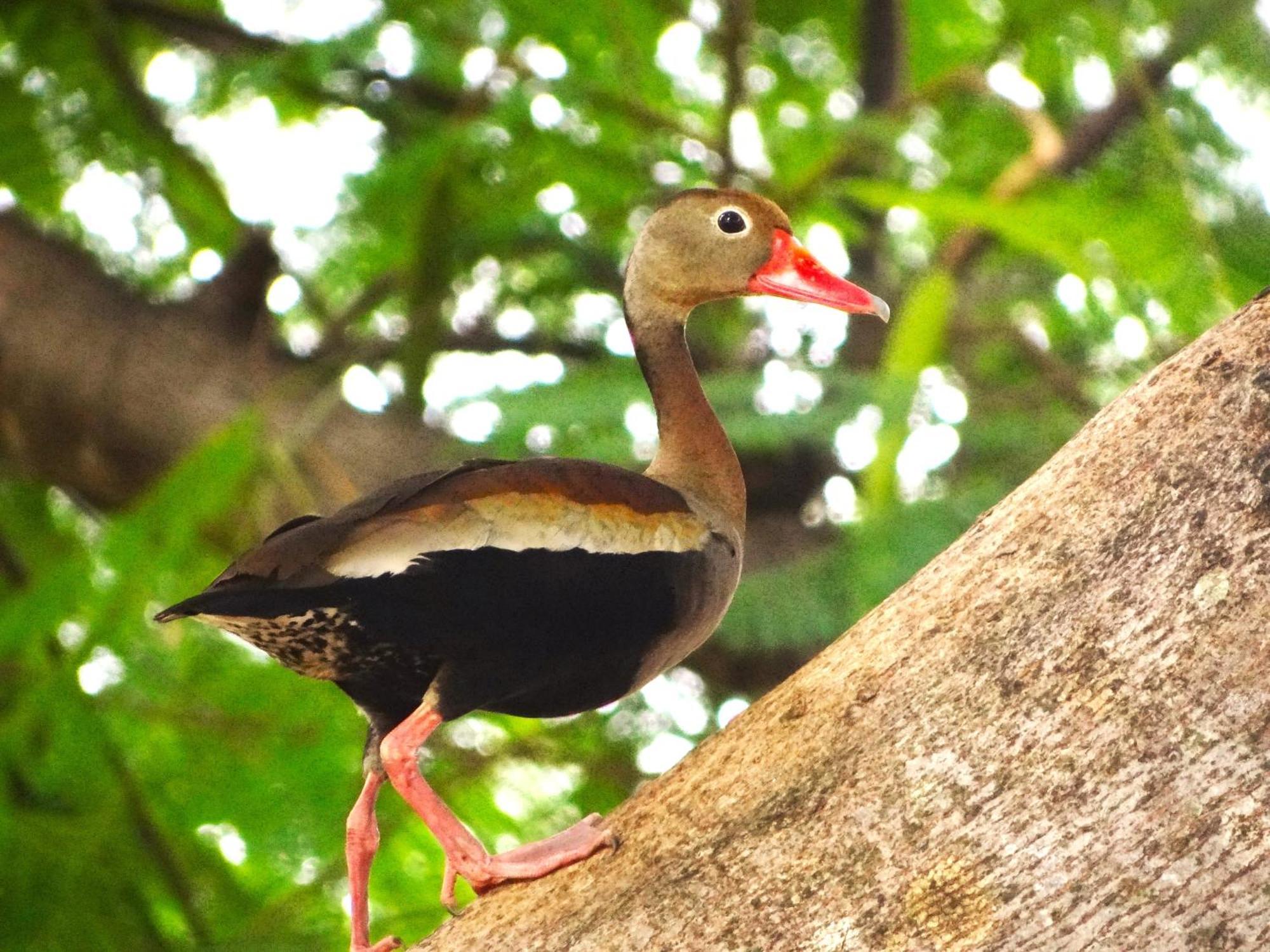 Pousada Fazenda Xaraes Todos os Santos Экстерьер фото