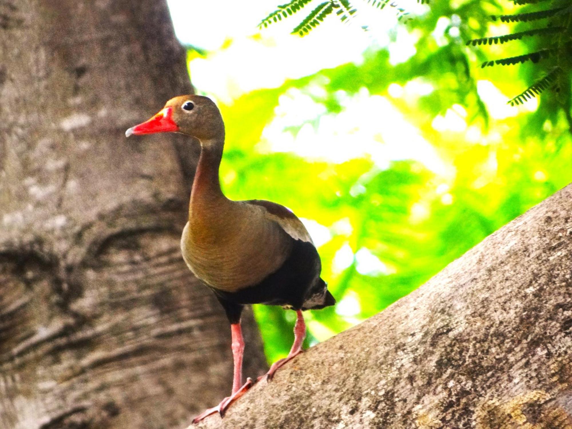 Pousada Fazenda Xaraes Todos os Santos Экстерьер фото